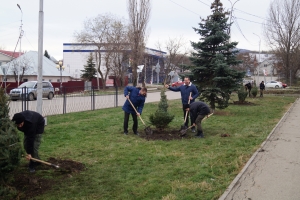 Вечнозеленые деревья украшают Иноземцево