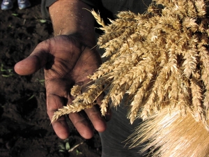 14 октября – День работников сельского хозяйства и перерабатывающей промышленности