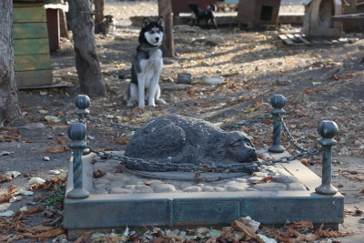 Дума Ставропольского края приняла закон об обращении с животными без владельцев