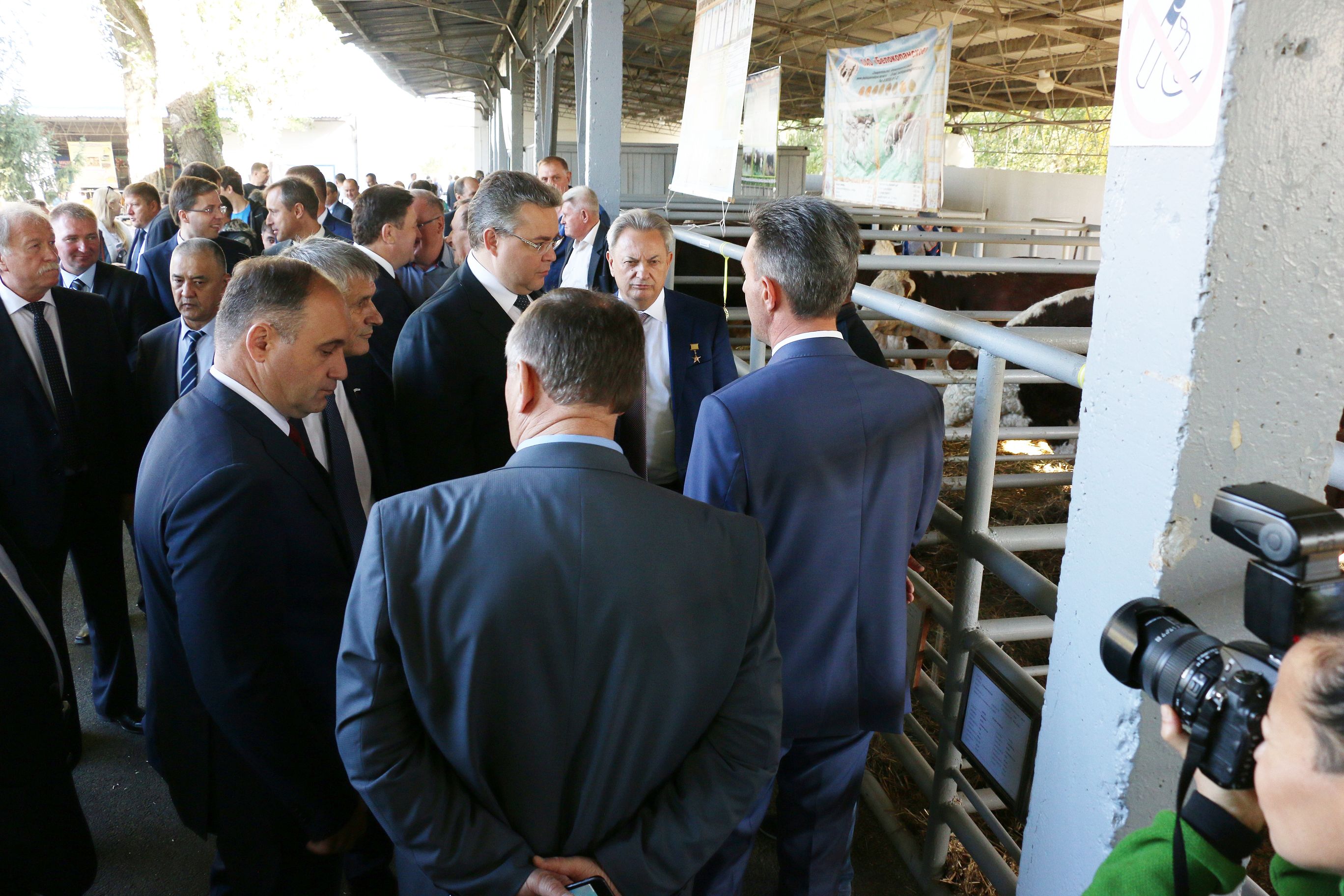 В Михайловске прошла выставка племенных животных и птиц